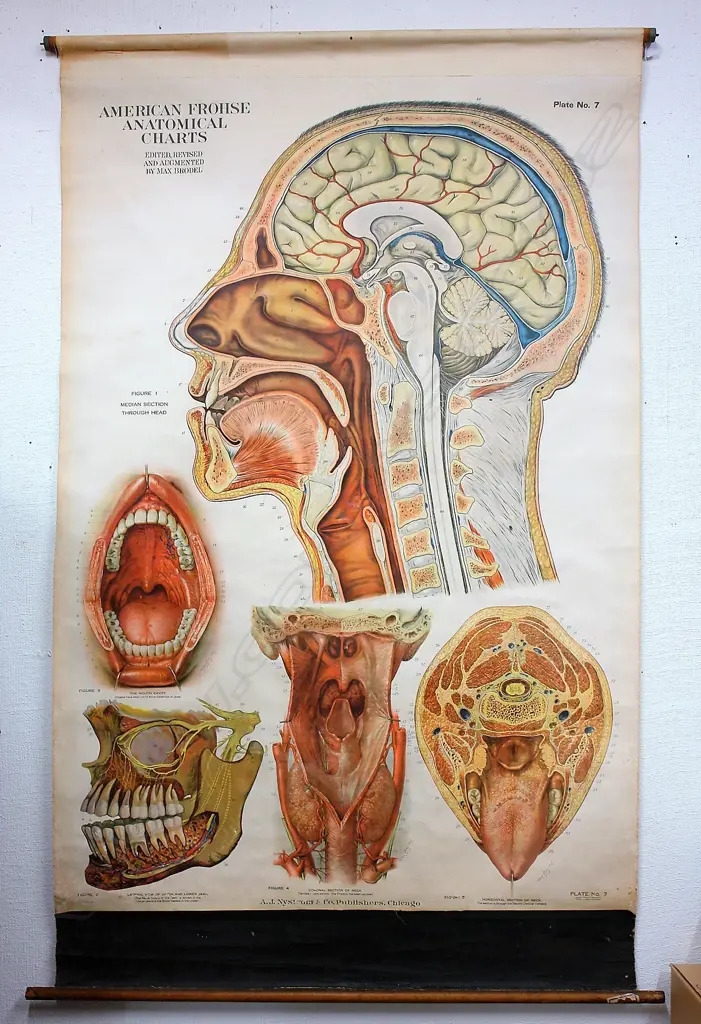 A c.1920 American Frohse Anatomical Chart Image 1++