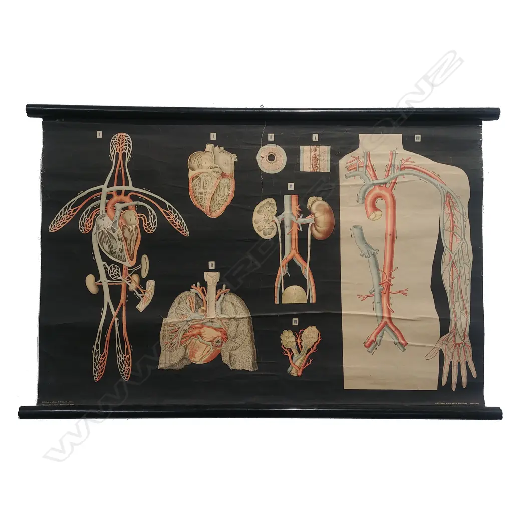 an early/mid 20thC Italian medical chart Image 1++