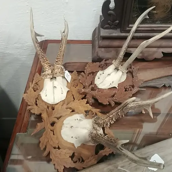 THREE SMALL DEER ANTLERS
