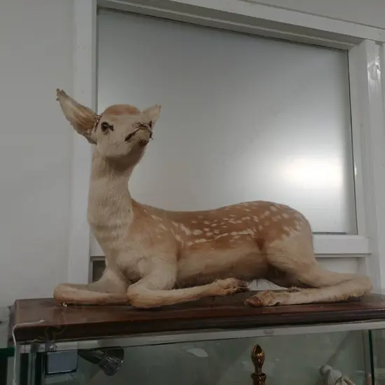 TAXIDERMY SEATED DEER