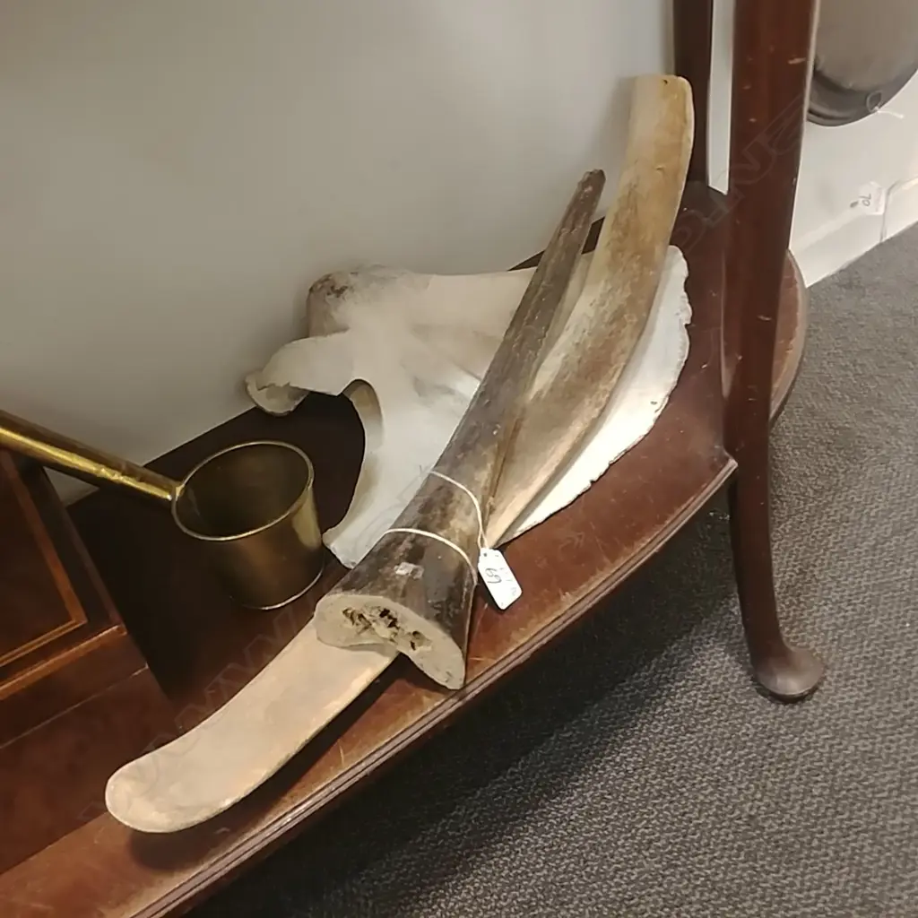 MARLIN SPIKE & 2 OLD BONES Image 1++