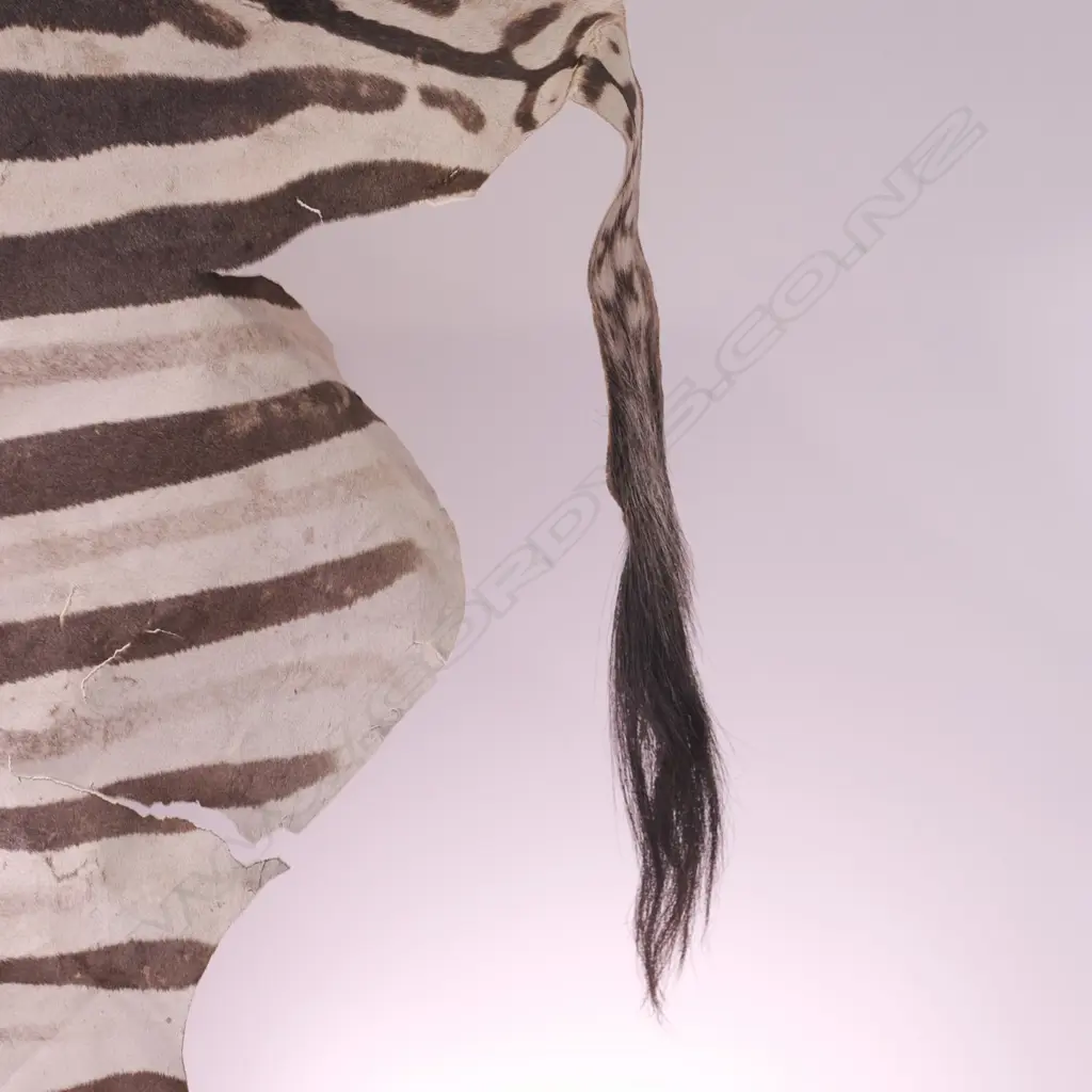 TAXIDERMY ZEBRA HIDE, SOME FAULTS, L. 3040MM Image 1++
