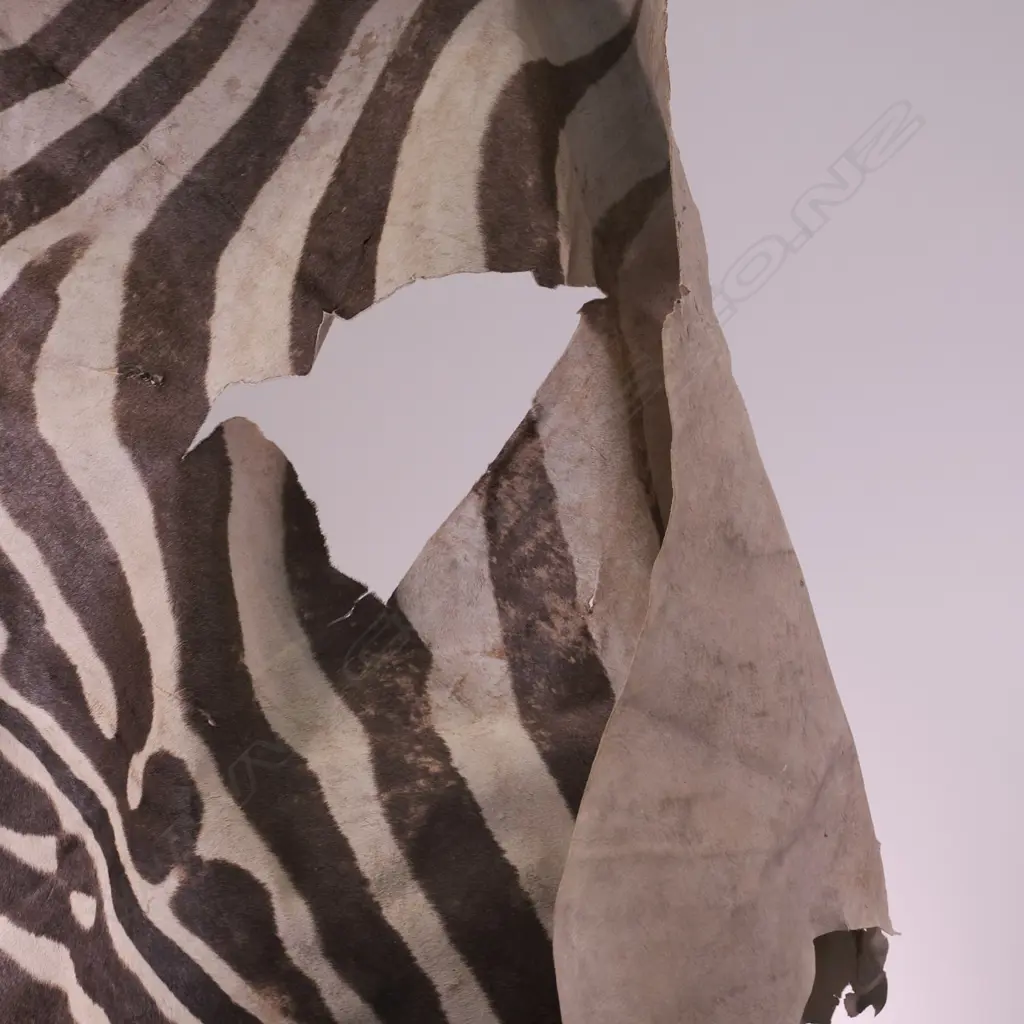 TAXIDERMY ZEBRA HIDE, SOME FAULTS, L. 3040MM Image 1++