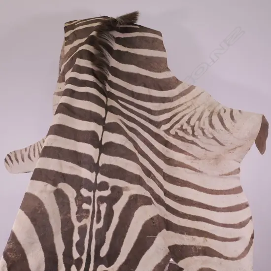 TAXIDERMY ZEBRA HIDE, SOME FAULTS, L. 3040MM