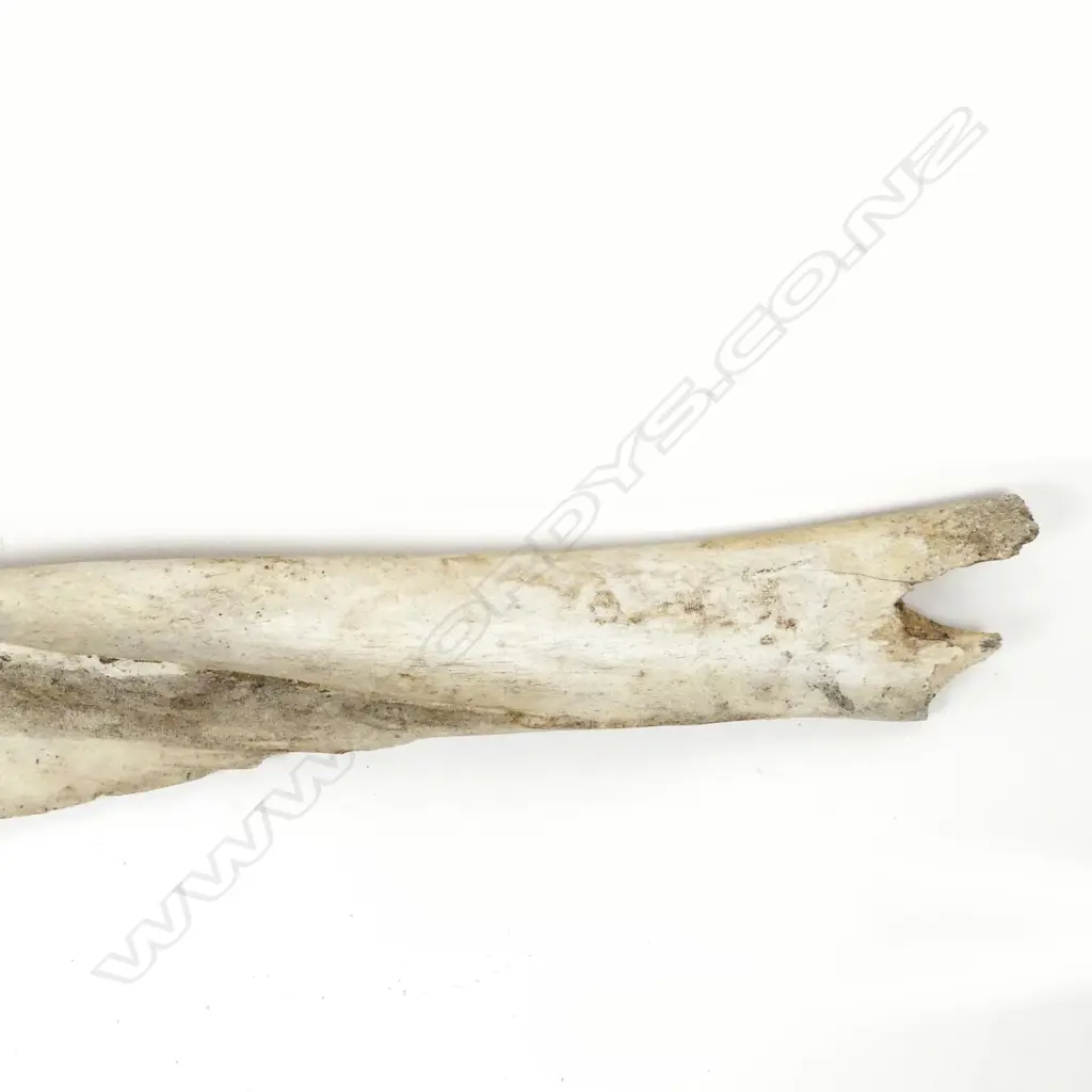 LG OLD BONE Image 1++