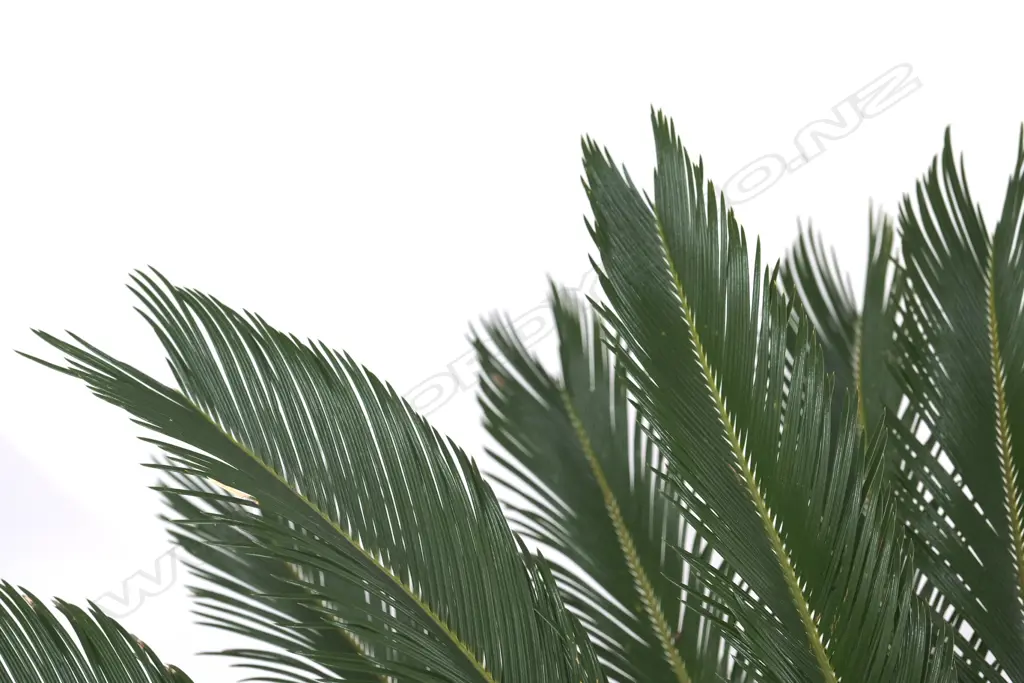PR LG SAGO PALMS IN POTS, TALLEST H. 1500MM Image 1++