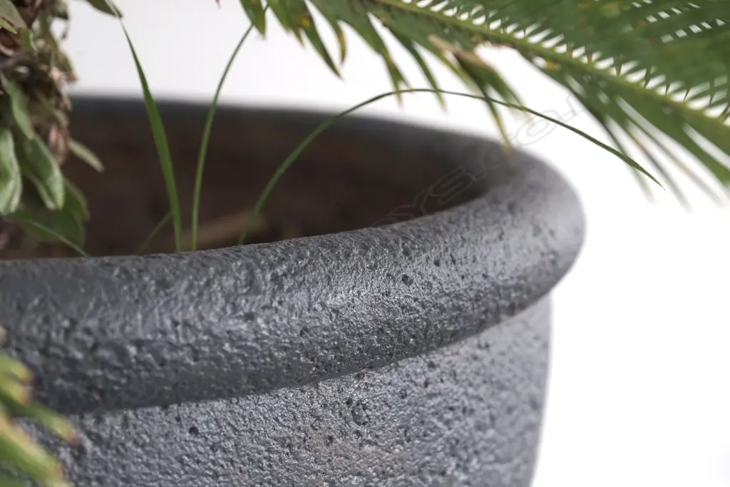 PR LG SAGO PALMS IN POTS, TALLEST H. 1500MM Image 1++