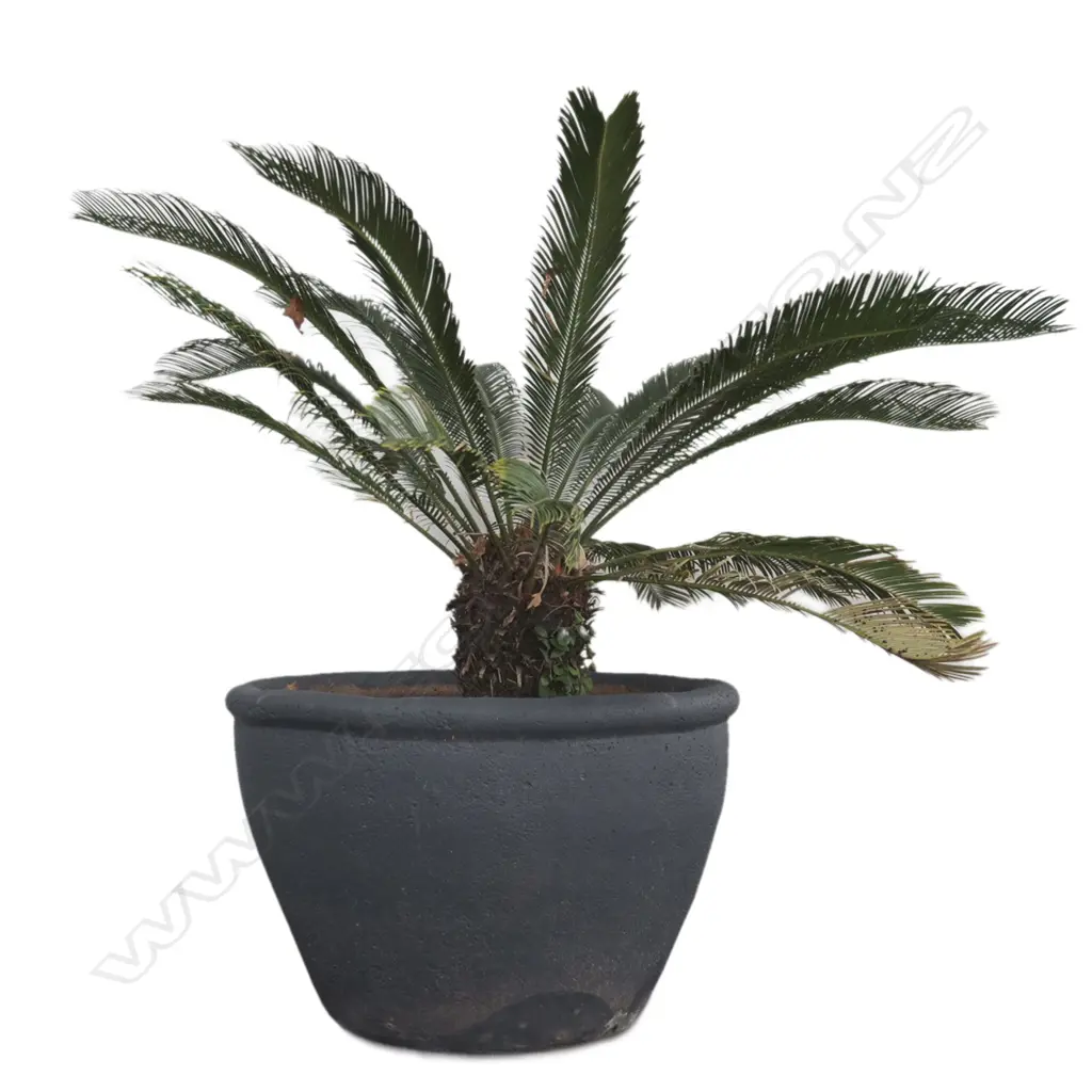 PR LG SAGO PALMS IN POTS, TALLEST H. 1500MM Image 1++