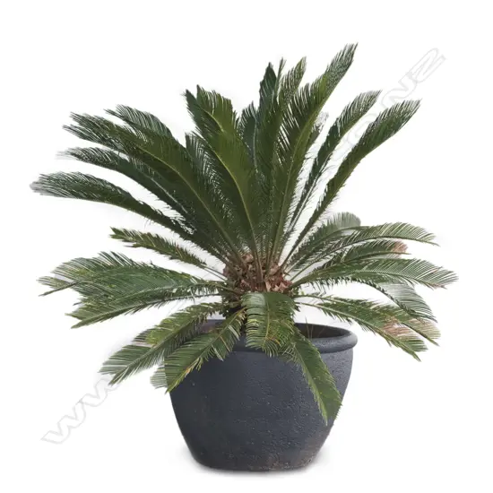 PR LG SAGO PALMS IN POTS, TALLEST H. 1500MM