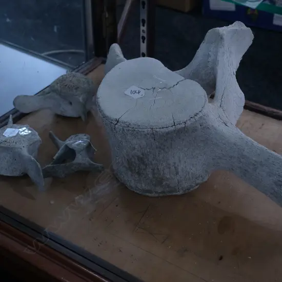 FOUR OLD LARGE MAMMAL BONES WIDEST 680MM