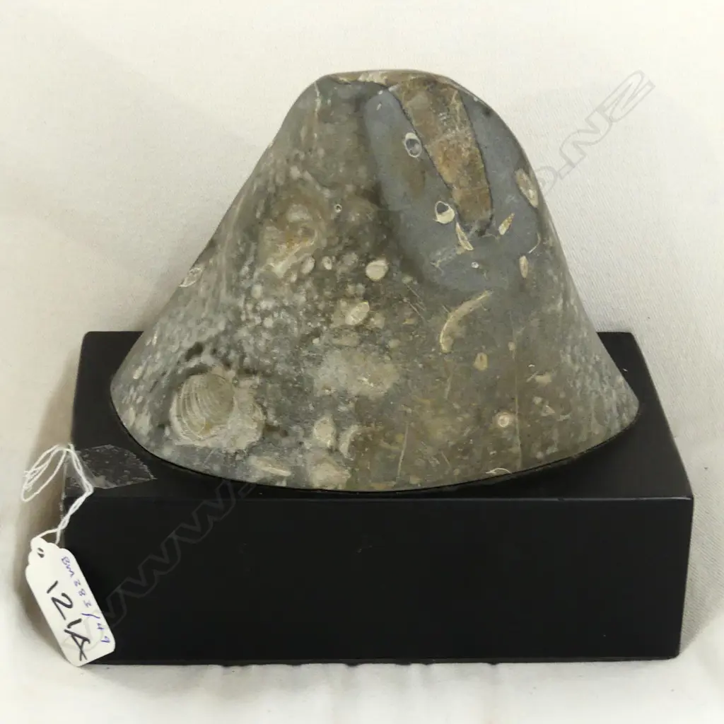 WHALE BONE FOSSIL Image 1++