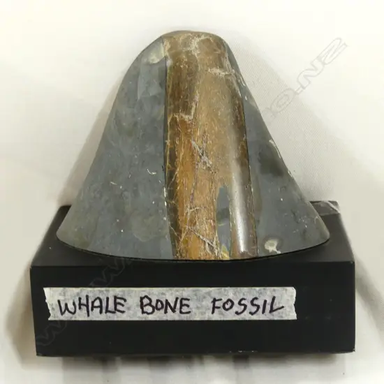 WHALE BONE FOSSIL