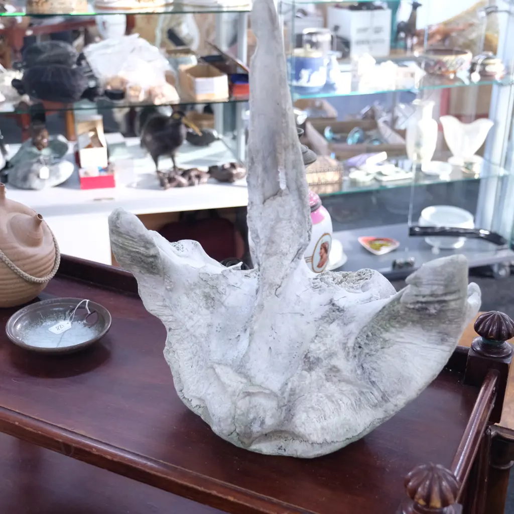 LARGE PART MAMMAL SKULL Image 1++