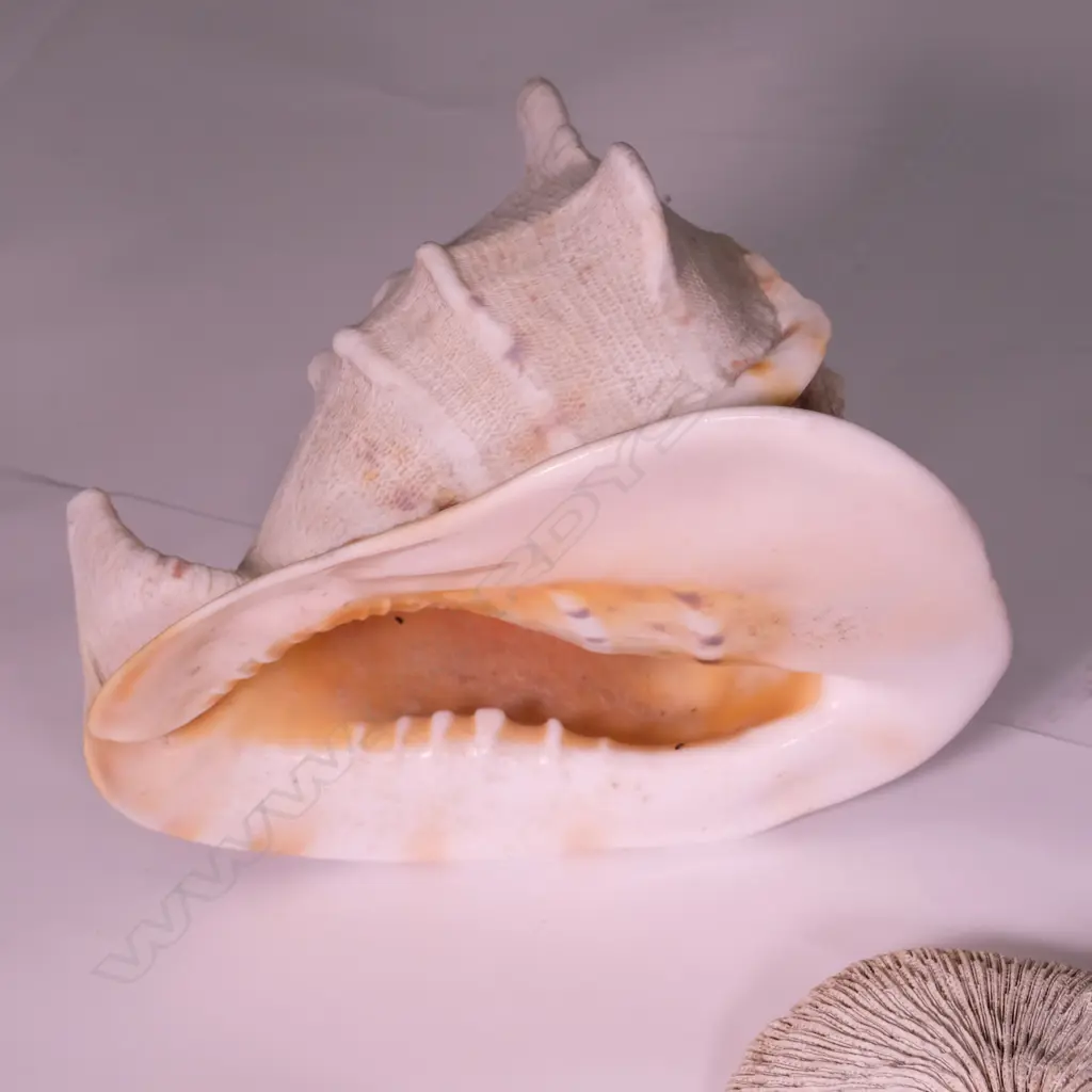 COLLECTION WORLD SHELLS  Image 1++