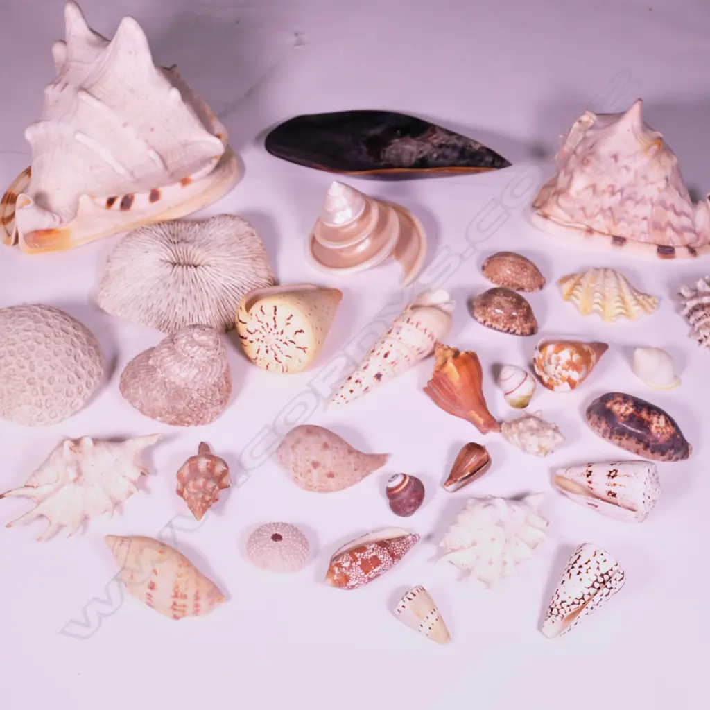 COLLECTION WORLD SHELLS  Image 1++