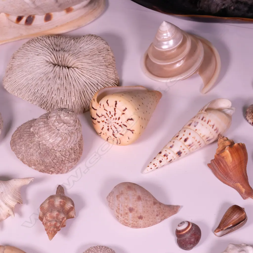 COLLECTION WORLD SHELLS  Image 1++