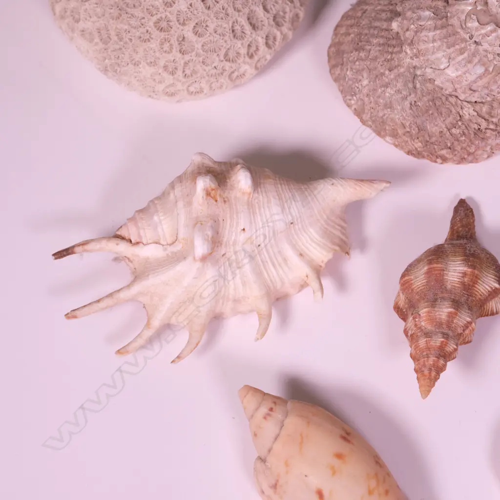 COLLECTION WORLD SHELLS  Image 1++