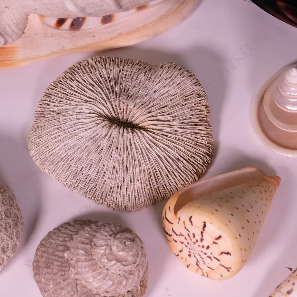 COLLECTION WORLD SHELLS  Image 1++