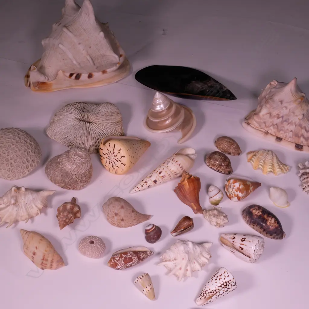 COLLECTION WORLD SHELLS  Image 1++