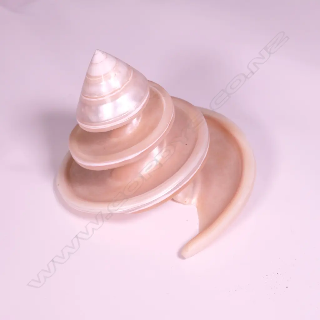 COLLECTION WORLD SHELLS  Image 1++