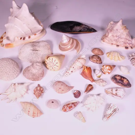 COLLECTION WORLD SHELLS 