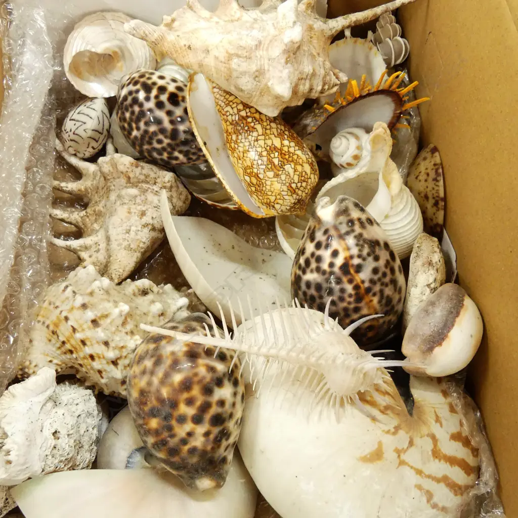 COLLECTION WORLD SHELLS Image 1++