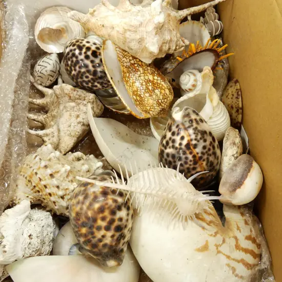 COLLECTION WORLD SHELLS