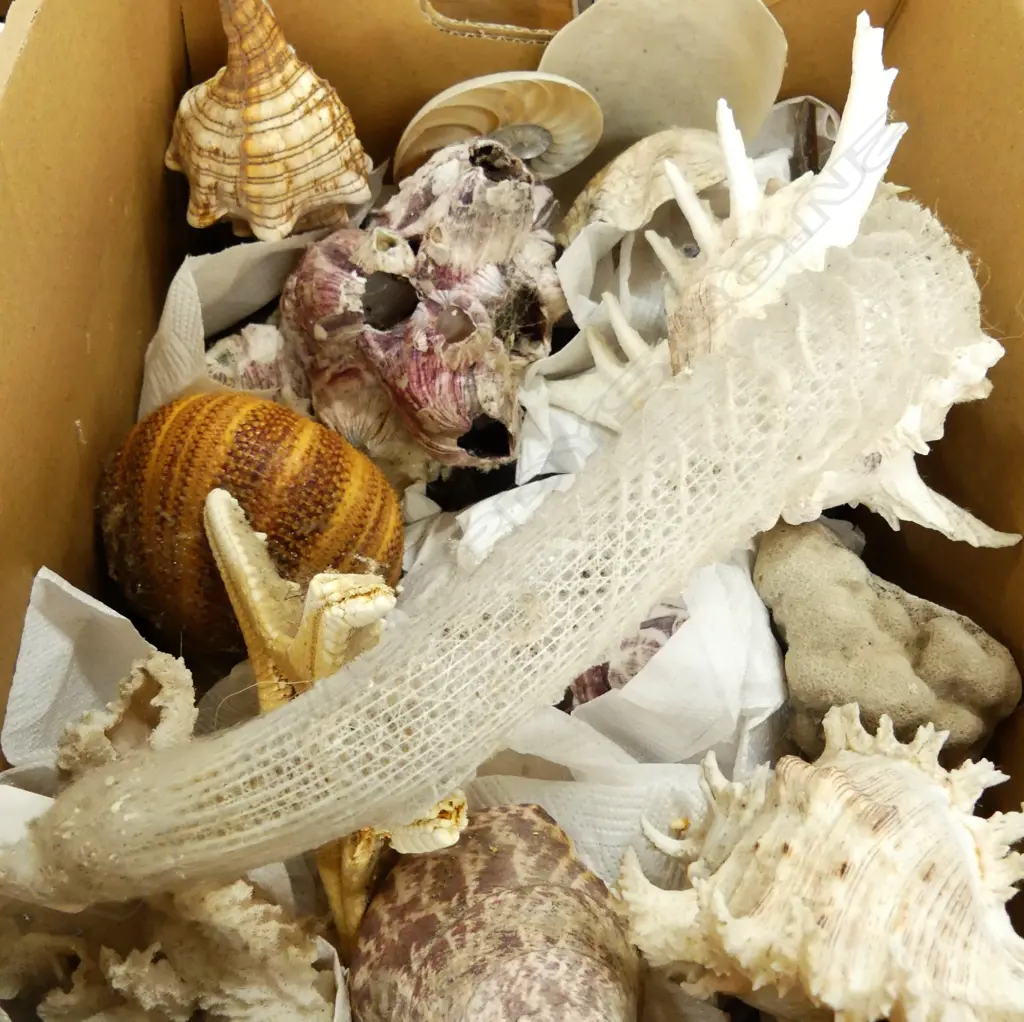COLLECTION WORLD SHELLS  Image 1++