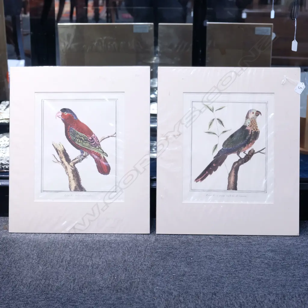 TWO 19TH C. H/C EXOTIC BIRD ENGRAVINGS. PLATE H. 330MM W. 270MM Image 1++