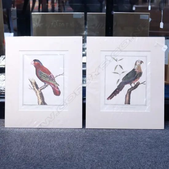 TWO 19TH C. H/C EXOTIC BIRD ENGRAVINGS. PLATE H. 330MM W. 270MM