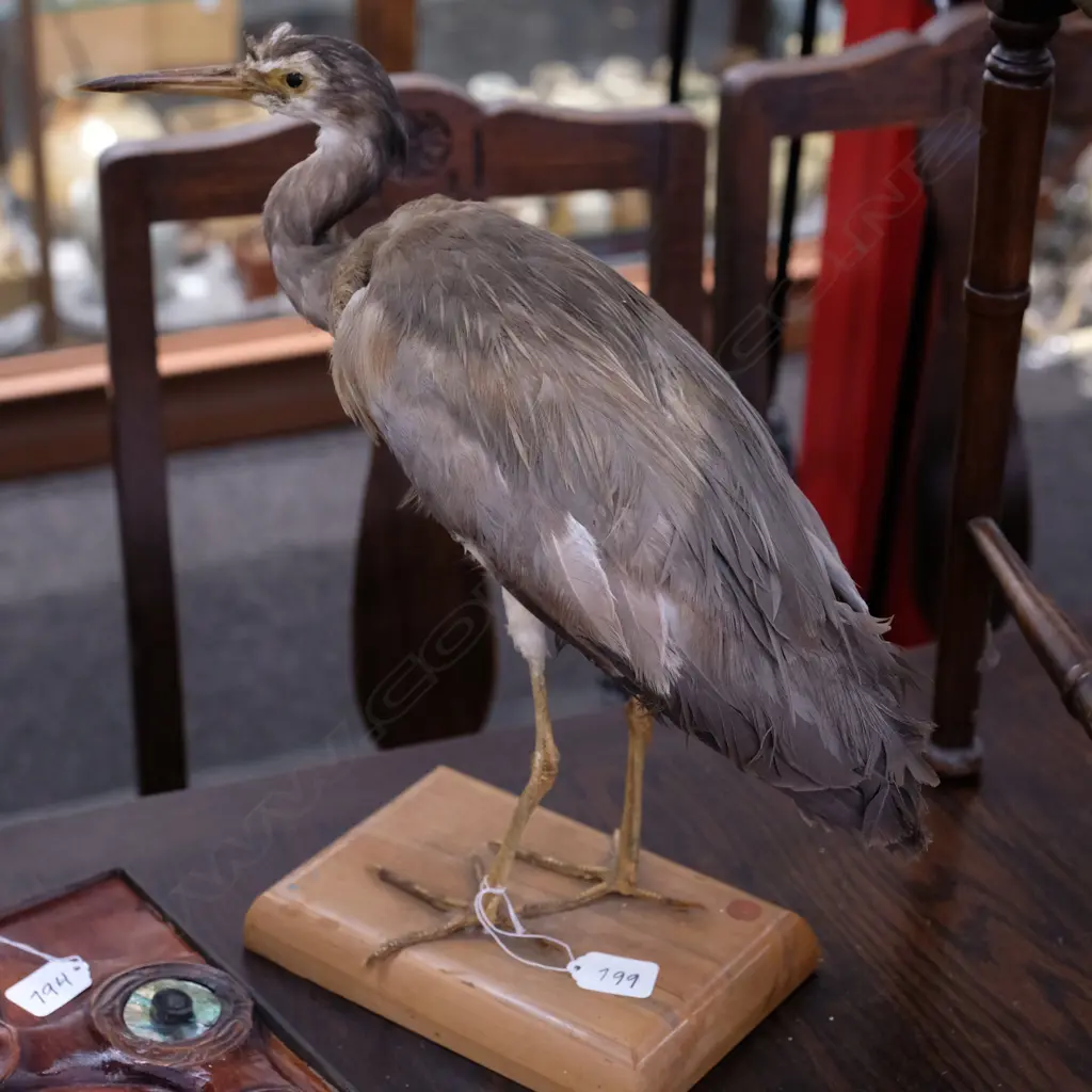 TAXIDERMY AUSTRALIAN WHITE FACED HERON  Image 1++