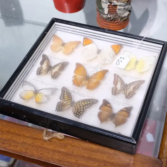 FRAMED BUTTERFLYS 260 X 260 MM