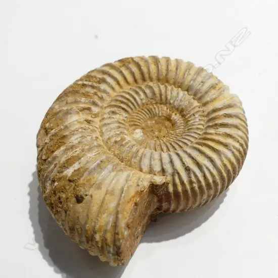 AMMONITE FOSSIL W.55mm