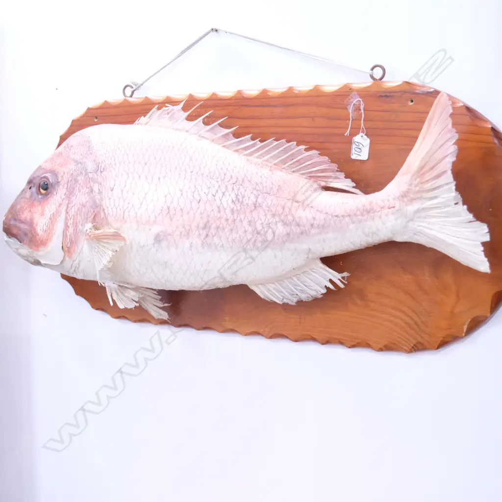 LARGE SNAPPER MOUNT ON BOARD. FISH W. 800MM X H. 260MM Image 1++