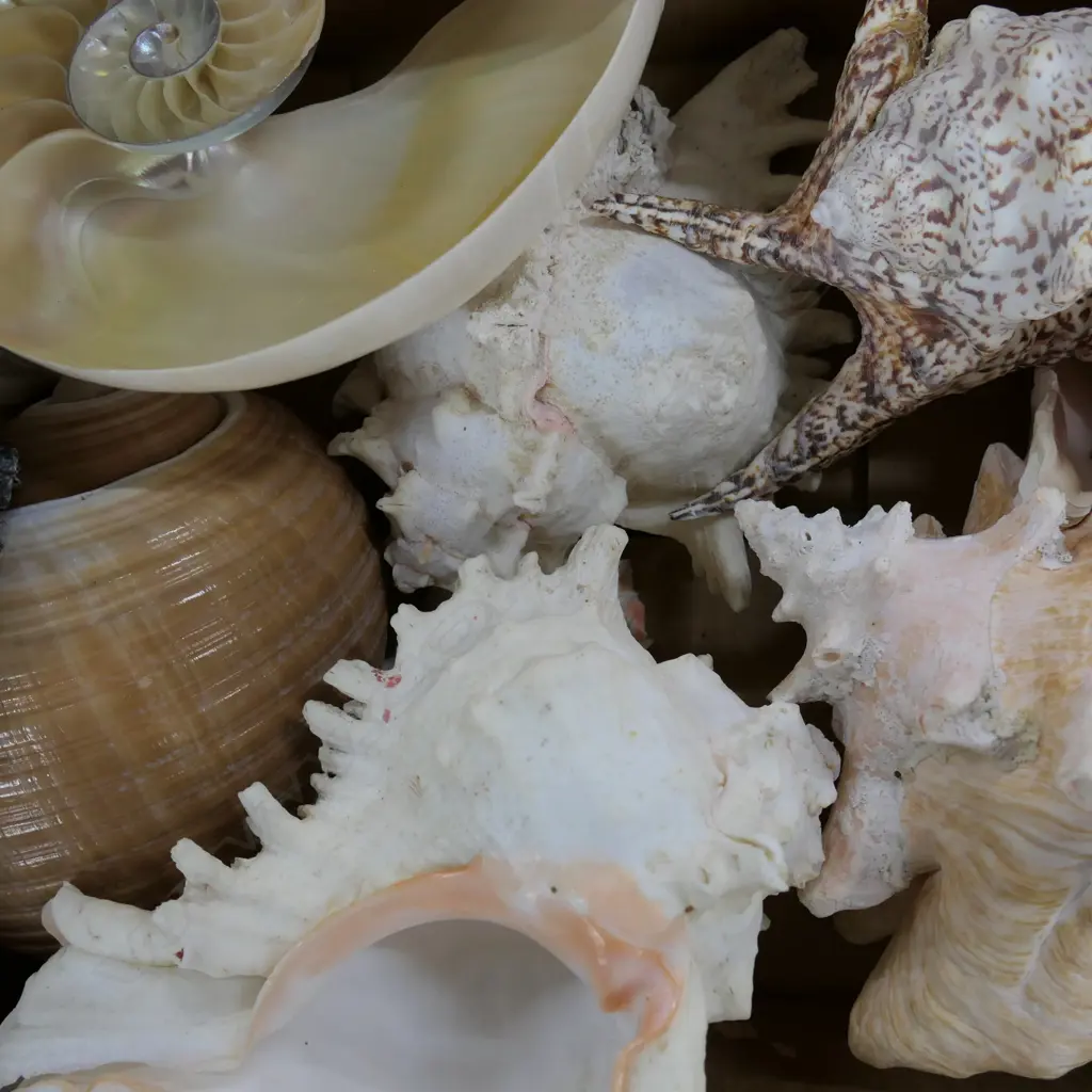 BOX ASST WORLD SHELLS Image 1++