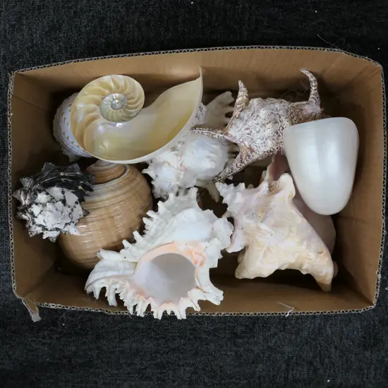 BOX ASST WORLD SHELLS