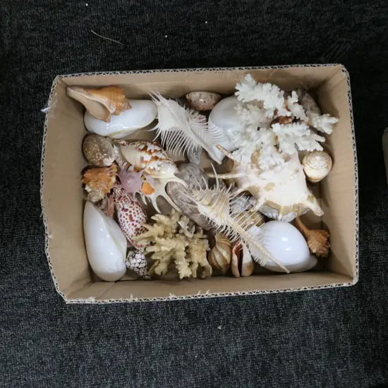 BOX ASST WORLD SHELLS W/ CORAL ETC
