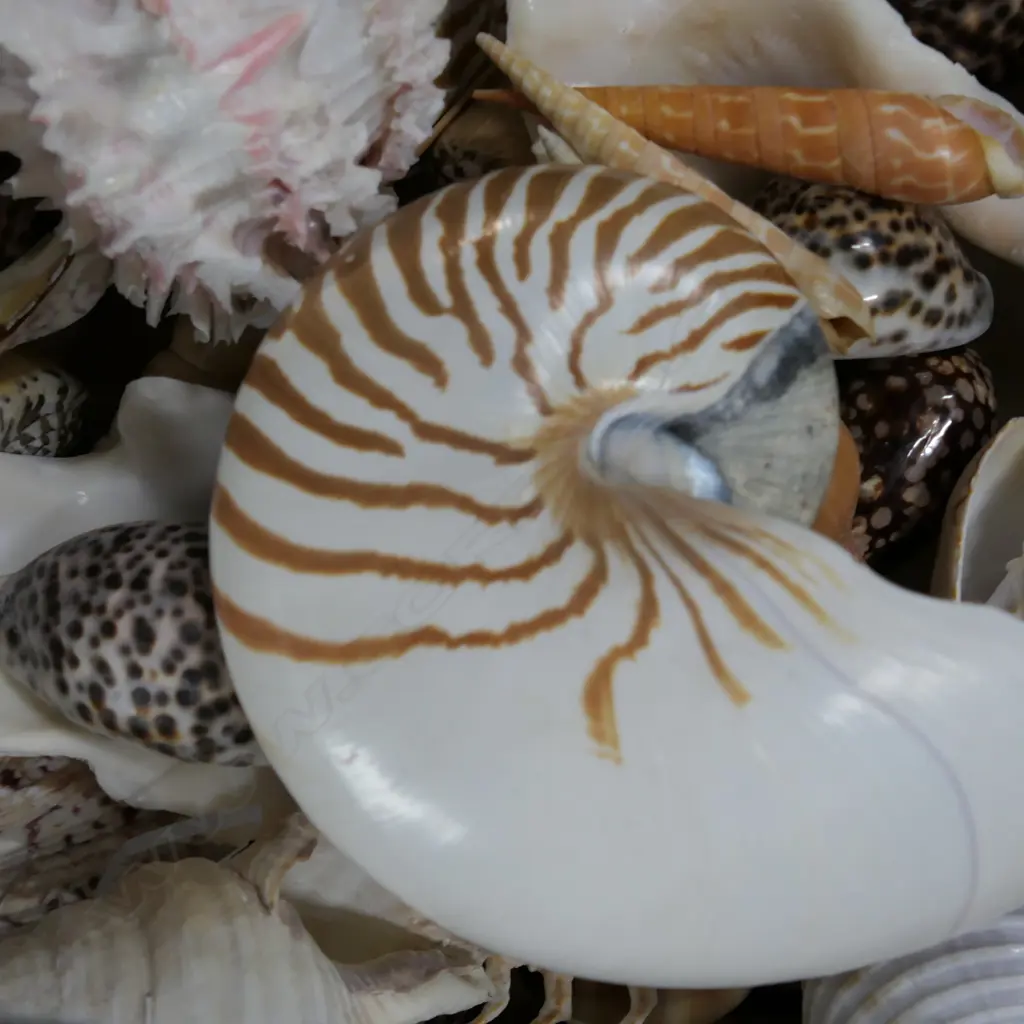 BOX ASST WORLD SHELLS Image 1++