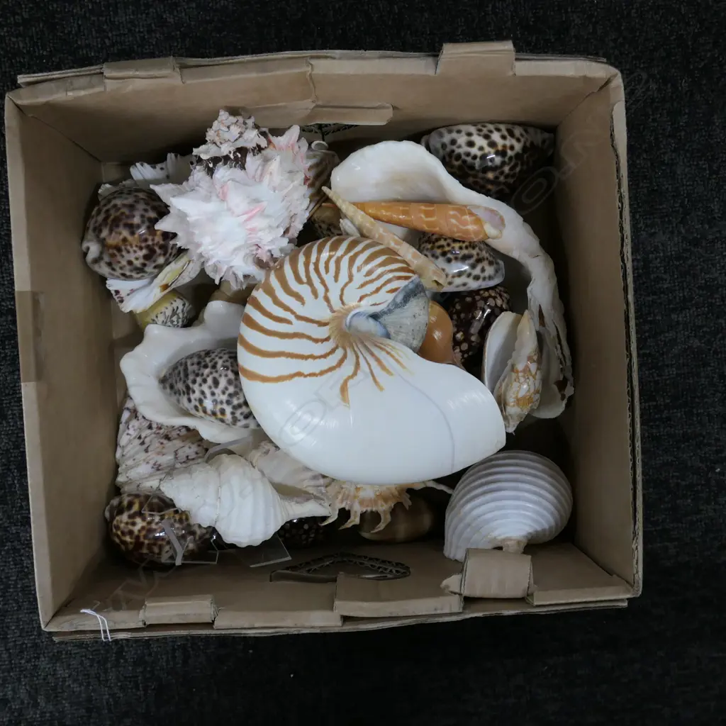 BOX ASST WORLD SHELLS Image 1++