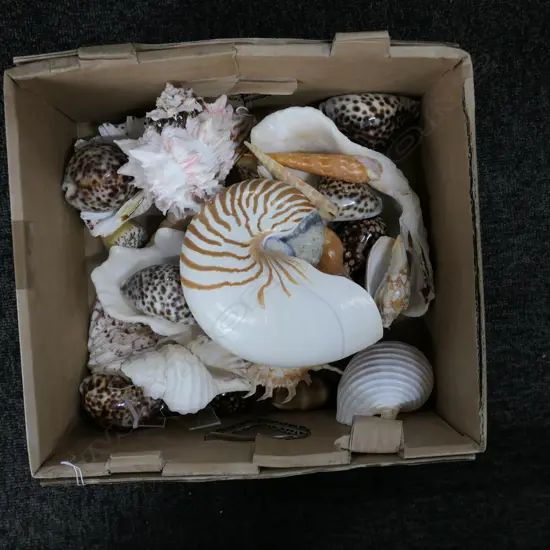 BOX ASST WORLD SHELLS