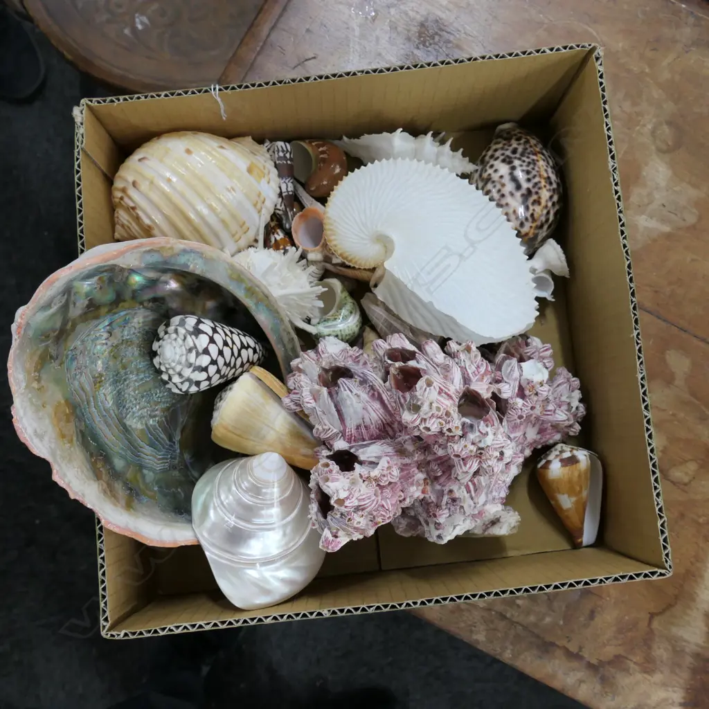 BOX WORLD SHELLS Image 1++