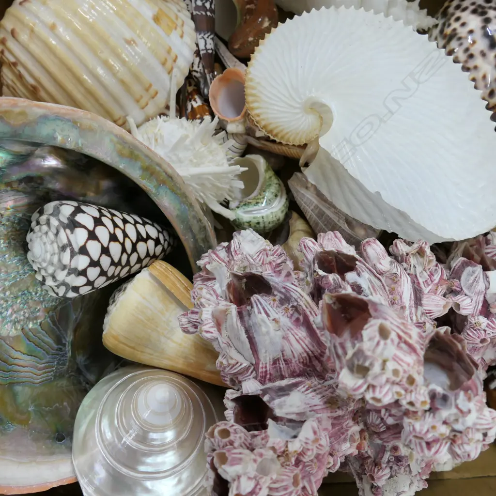 BOX WORLD SHELLS Image 1++
