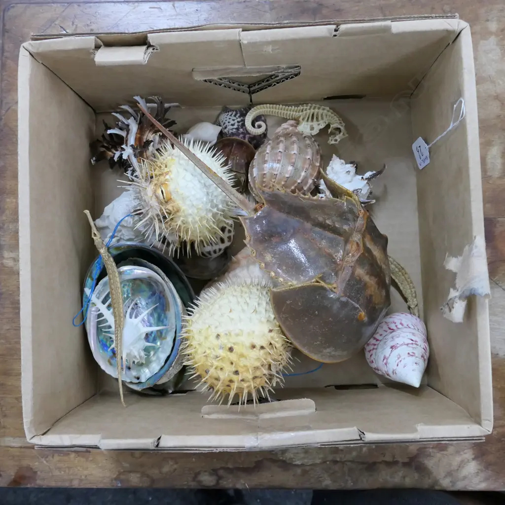 BOX ASST WORLD SHELLS W/ PUFFER FISH ETC Image 1++
