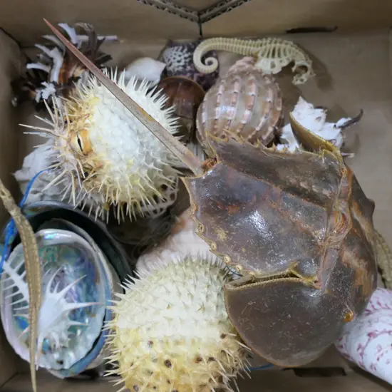 BOX ASST WORLD SHELLS W/ PUFFER FISH ETC