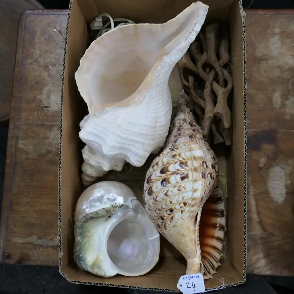 BOX ASST LARGE WORLD SHELLS Image 1++