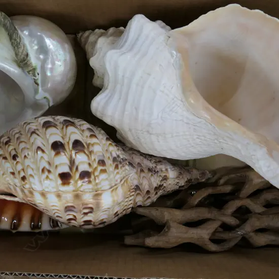 BOX ASST LARGE WORLD SHELLS