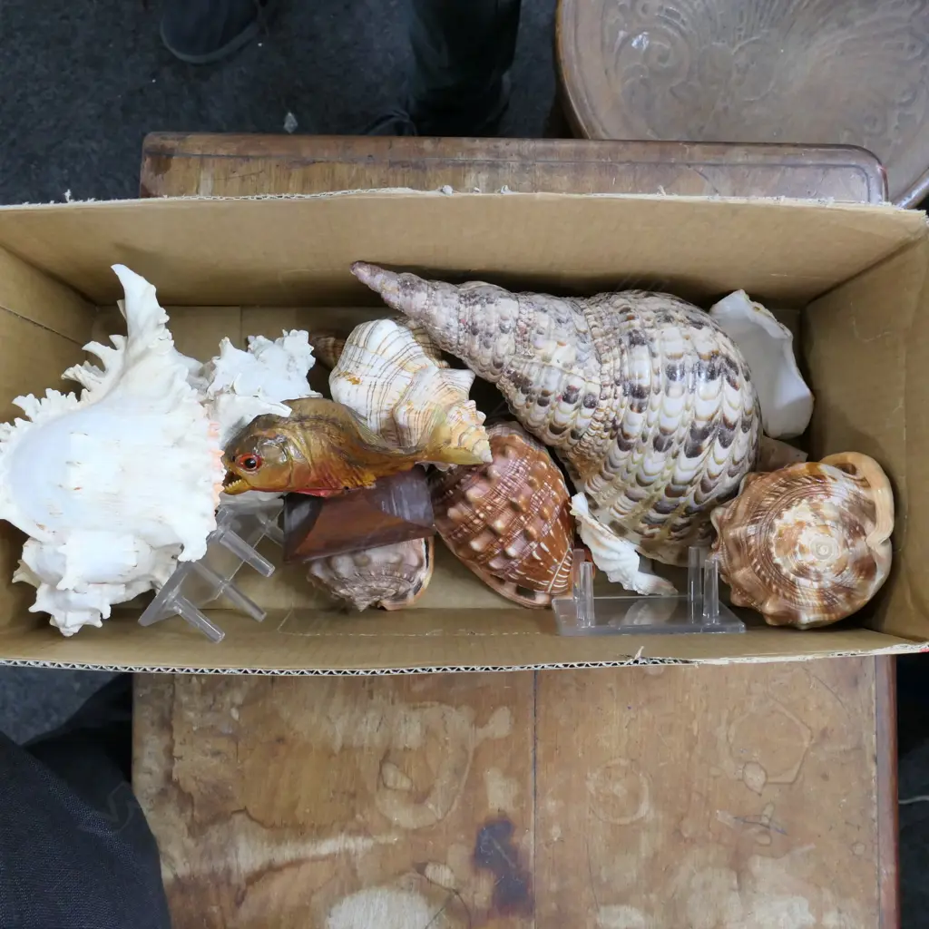 BOX ASST WORLD SHELLS W/ PIRANHA ON STAND ETC Image 1++