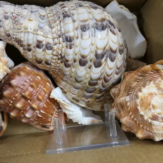 BOX ASST WORLD SHELLS W/ PIRANHA ON STAND ETC