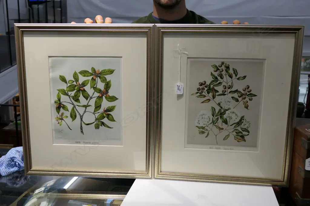 2 FRAMED BOTANICAL PRINTS, 490 X 420MM Image 1++