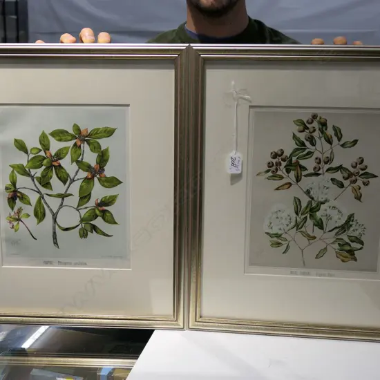 2 FRAMED BOTANICAL PRINTS, 490 X 420MM